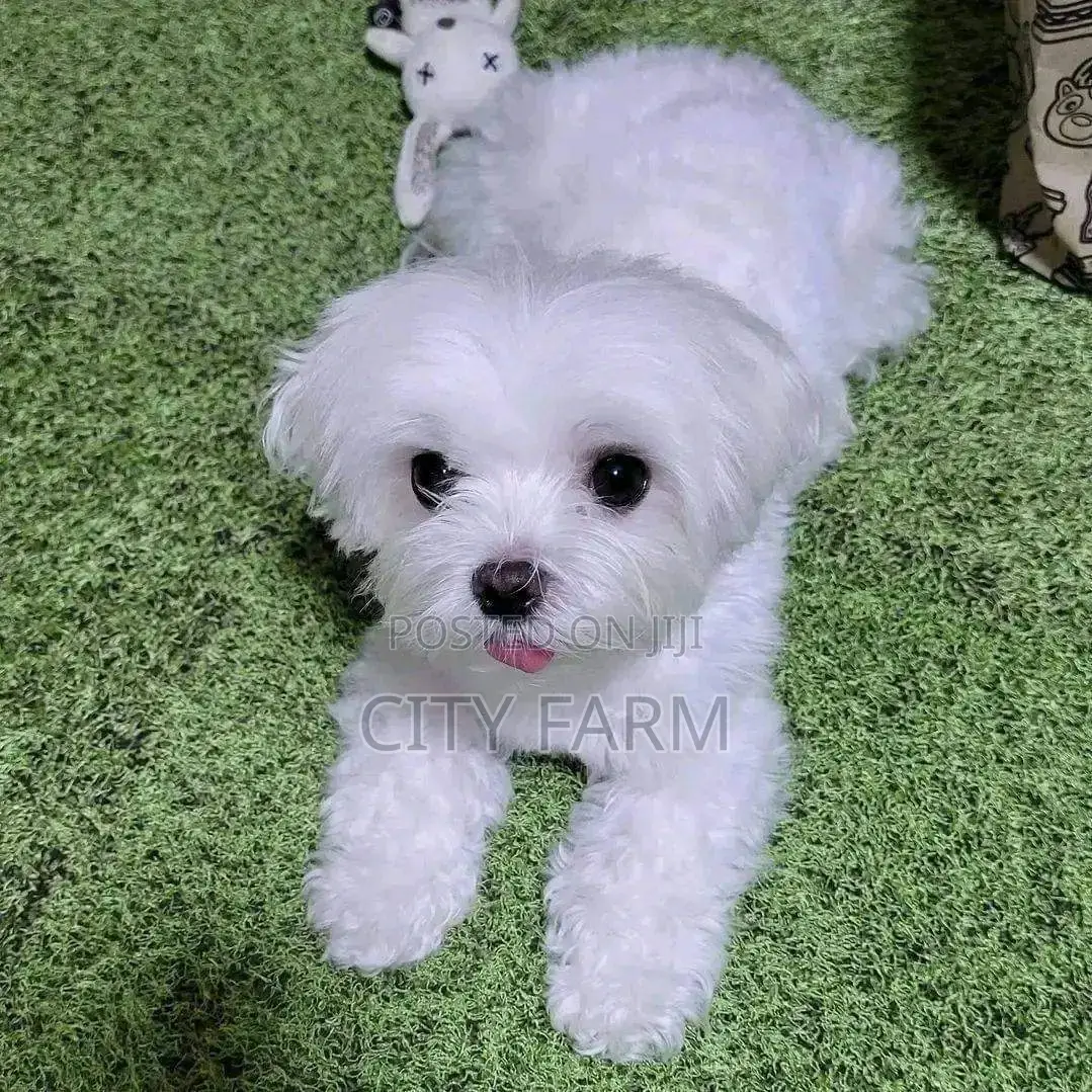1-3 months Male Purebred Poodle