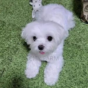 1-3 months Male Purebred Poodle