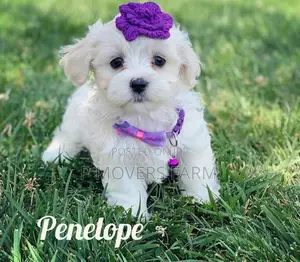1-3 months Female Purebred Maltese