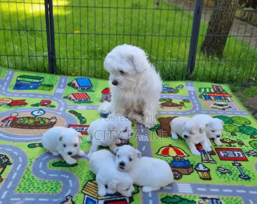 1-3 months Male Purebred Maltese