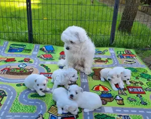 1-3 months Male Purebred Maltese