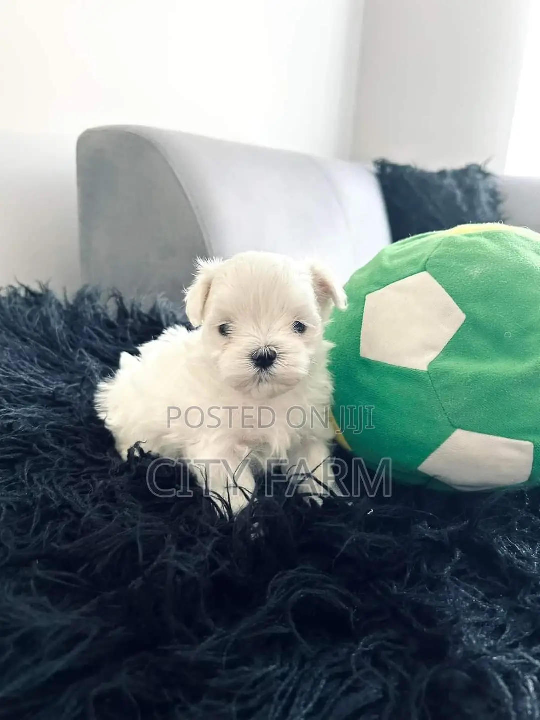 1-3 months Male Purebred Maltese