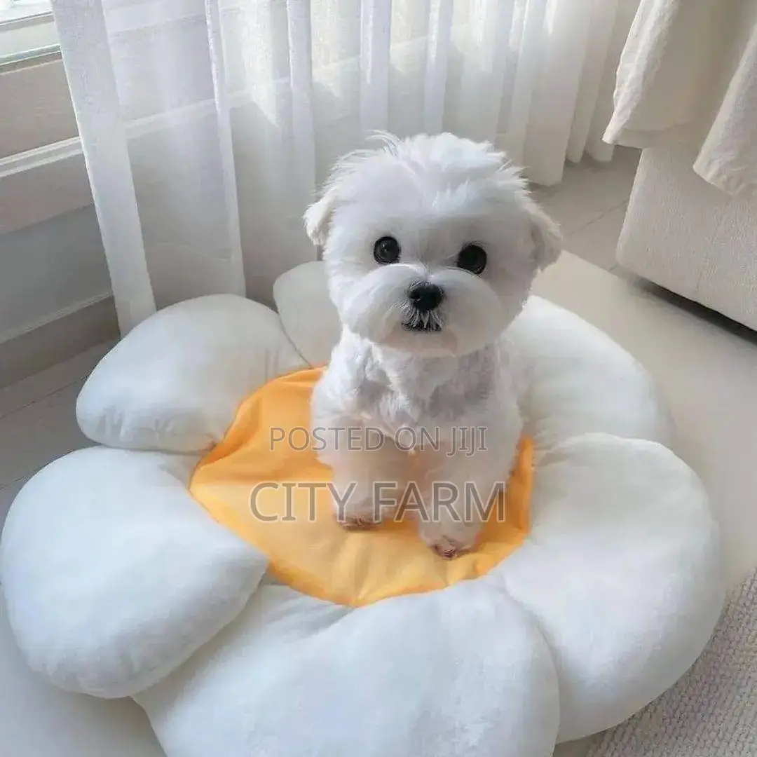 1-3 months Male Purebred Maltese