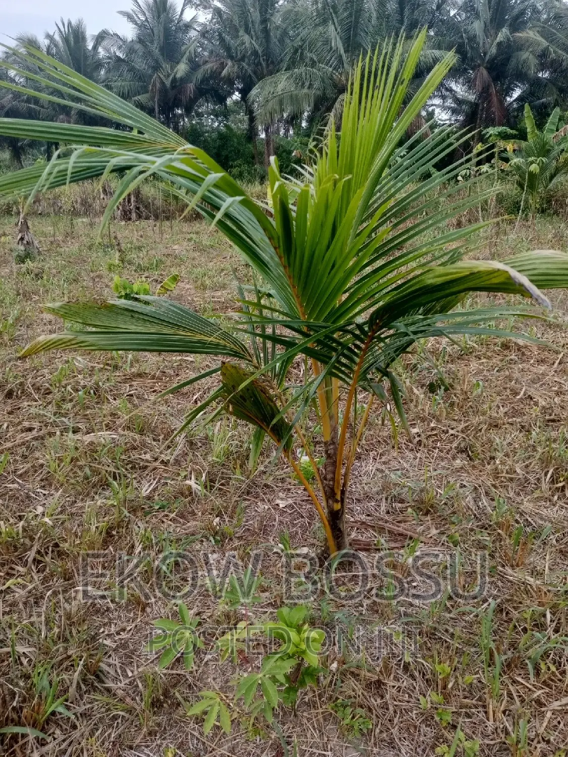 Hybrid Coconut Seedlings