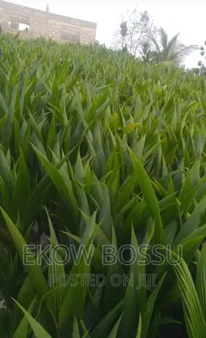 Hybrid Coconut Seedlings