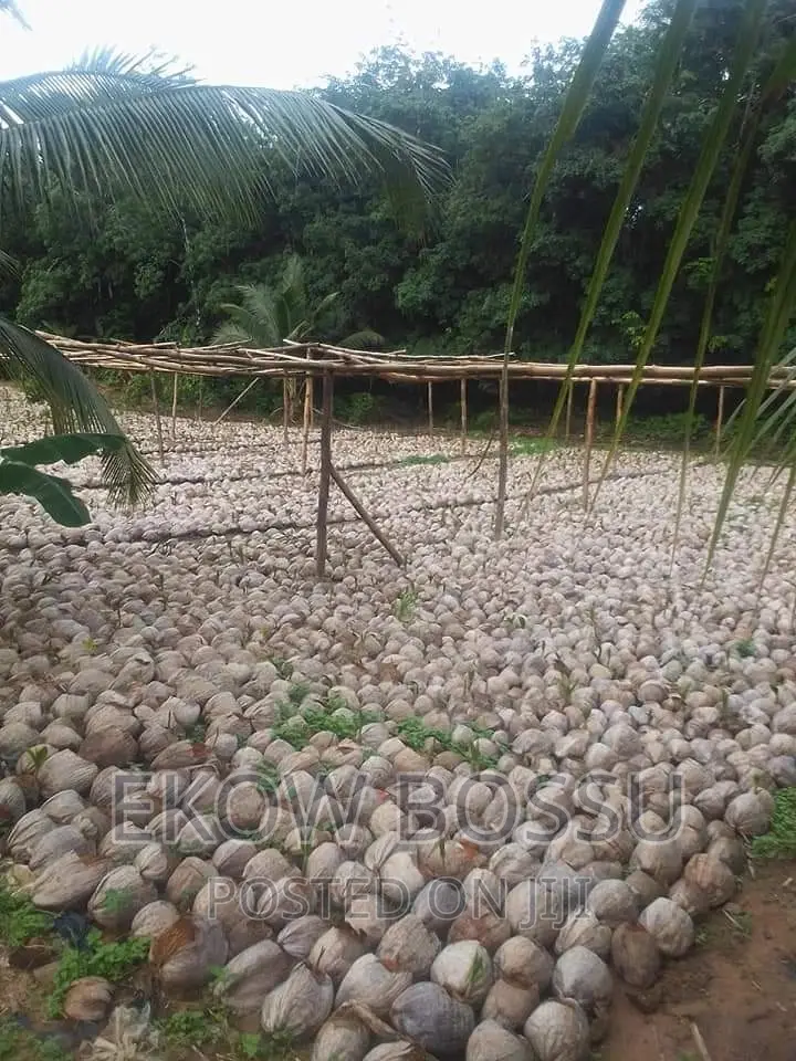 Hybrid Coconut Seedlings
