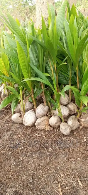 Hybrid Coconut Seedlings