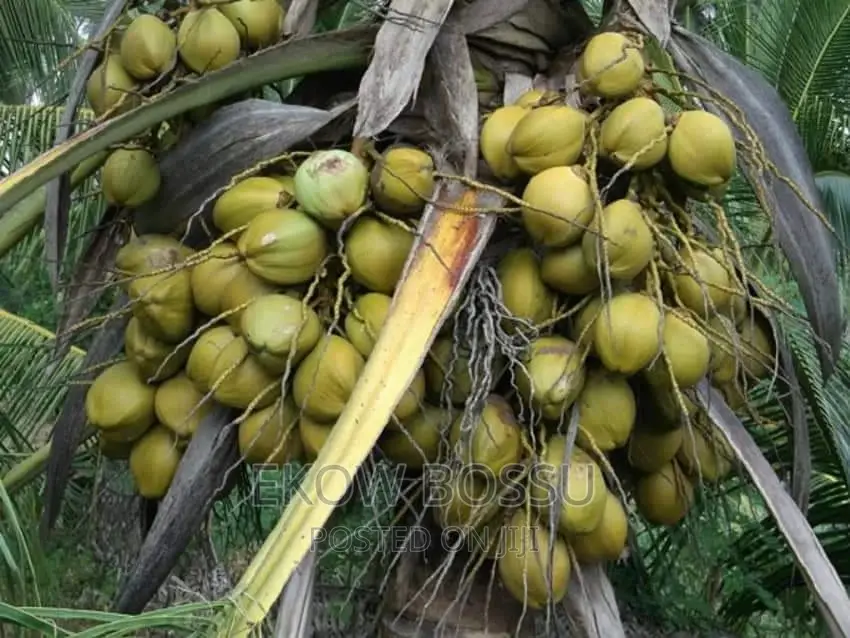 Hybrid Coconut Seedlings