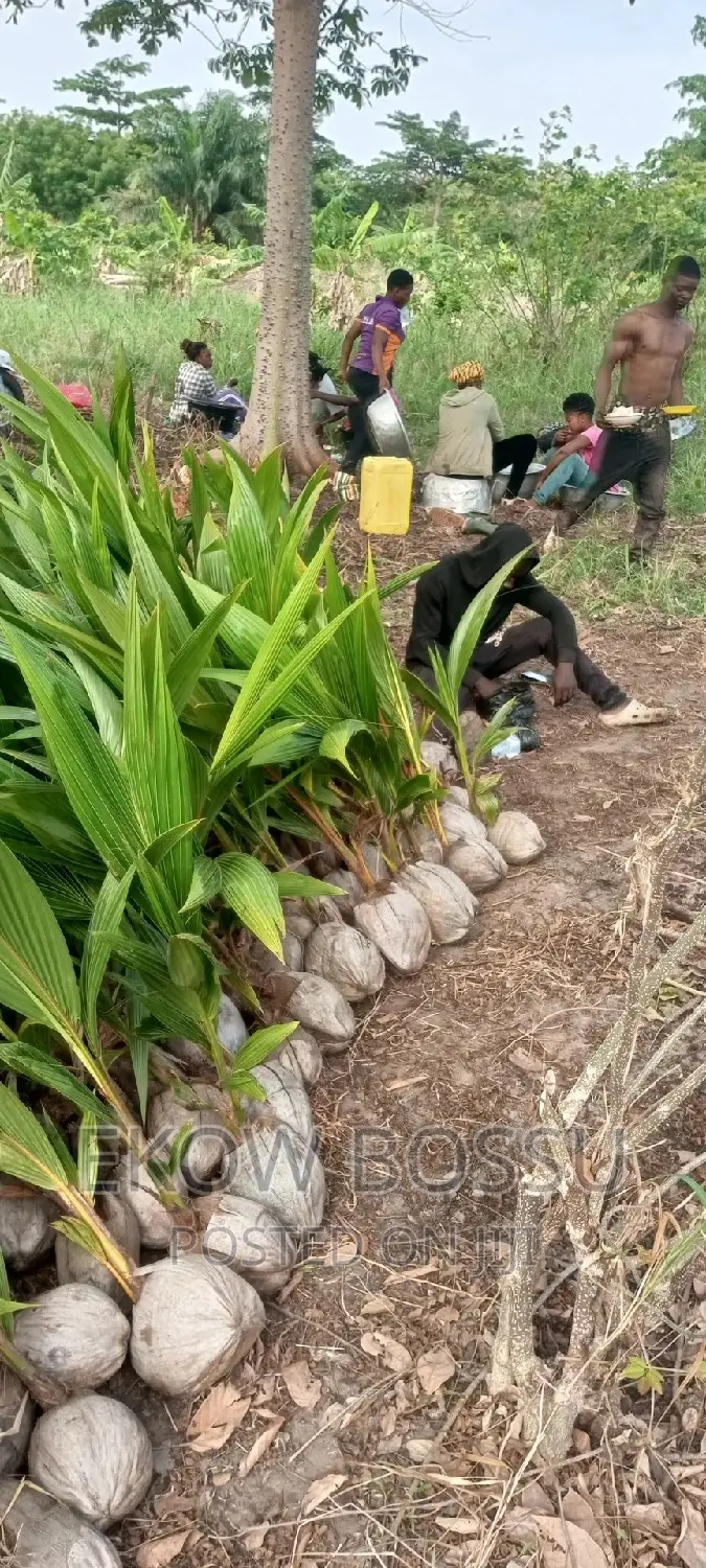 Hybrid Coconut Seedlings