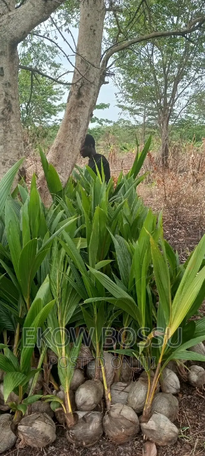 Hybrid Coconut Seedlings