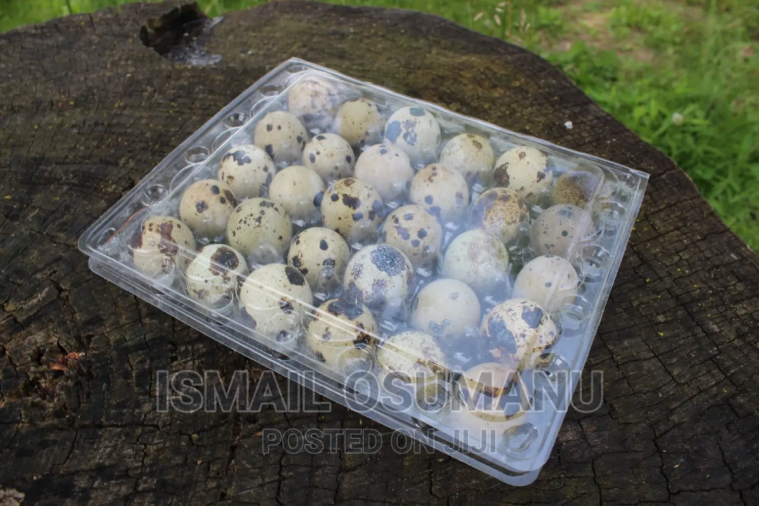 Organic Quail Egg