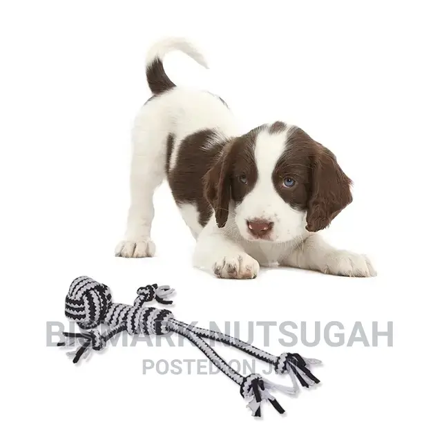 Pets Toys for Sale
