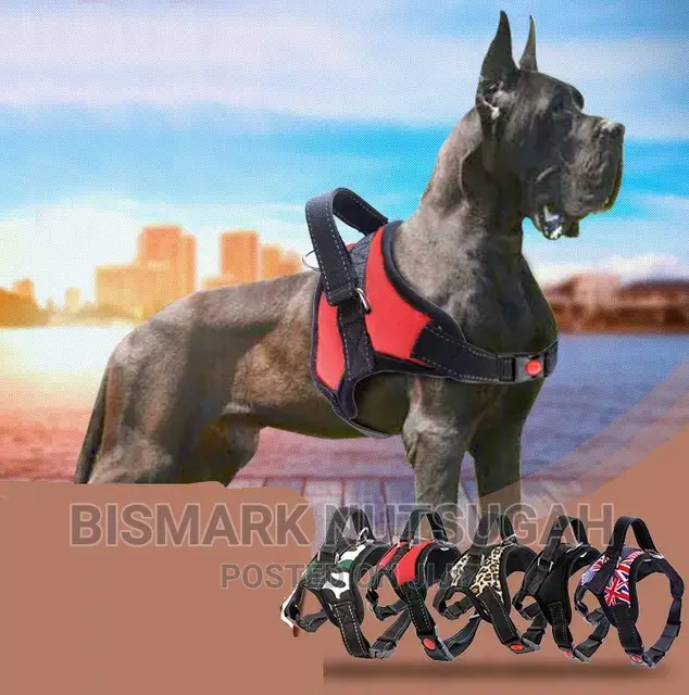 Pets Toys for Sale
