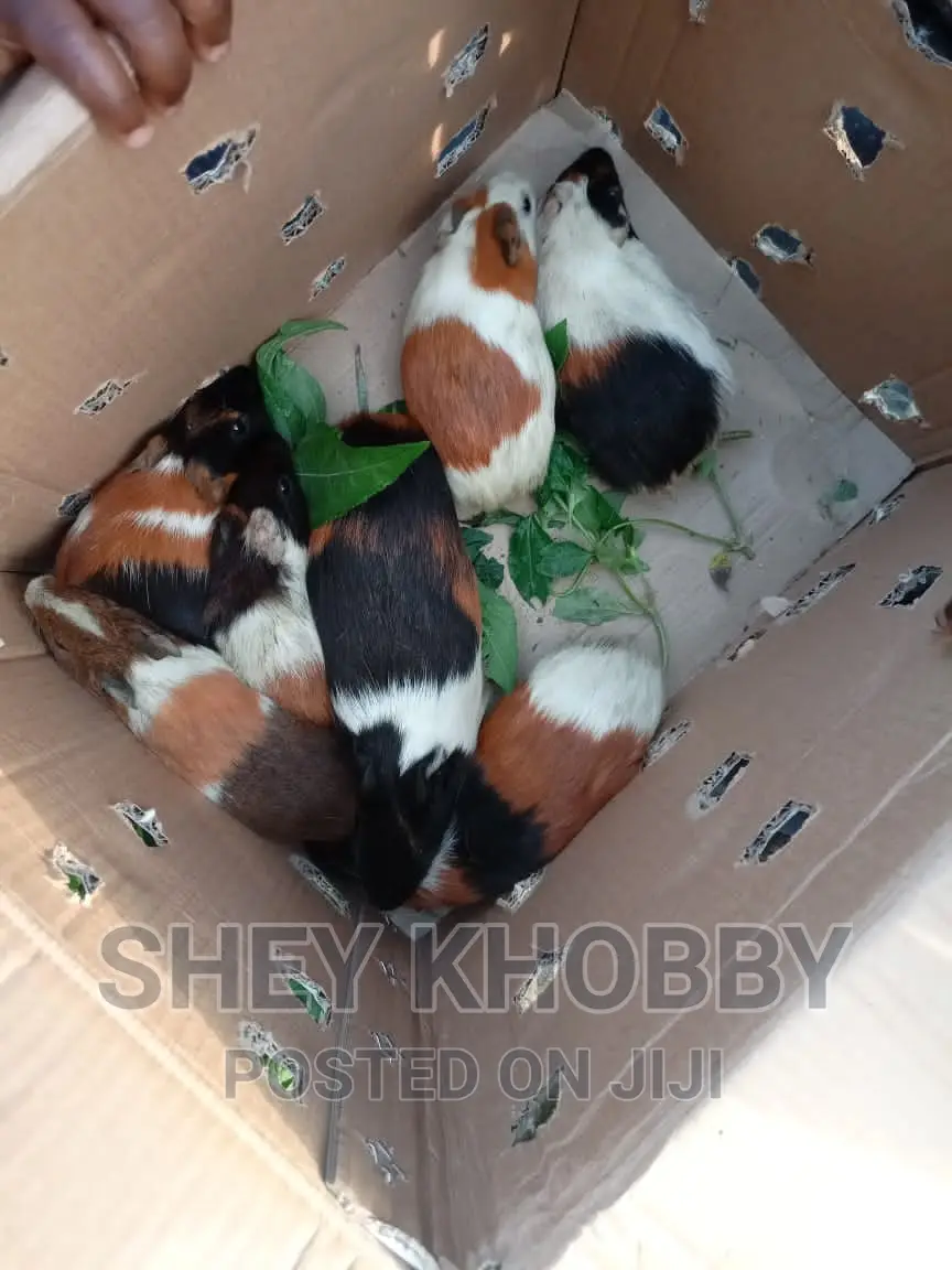 Guinea Pigs for Sale