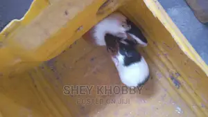 Guinea Pigs for Sale