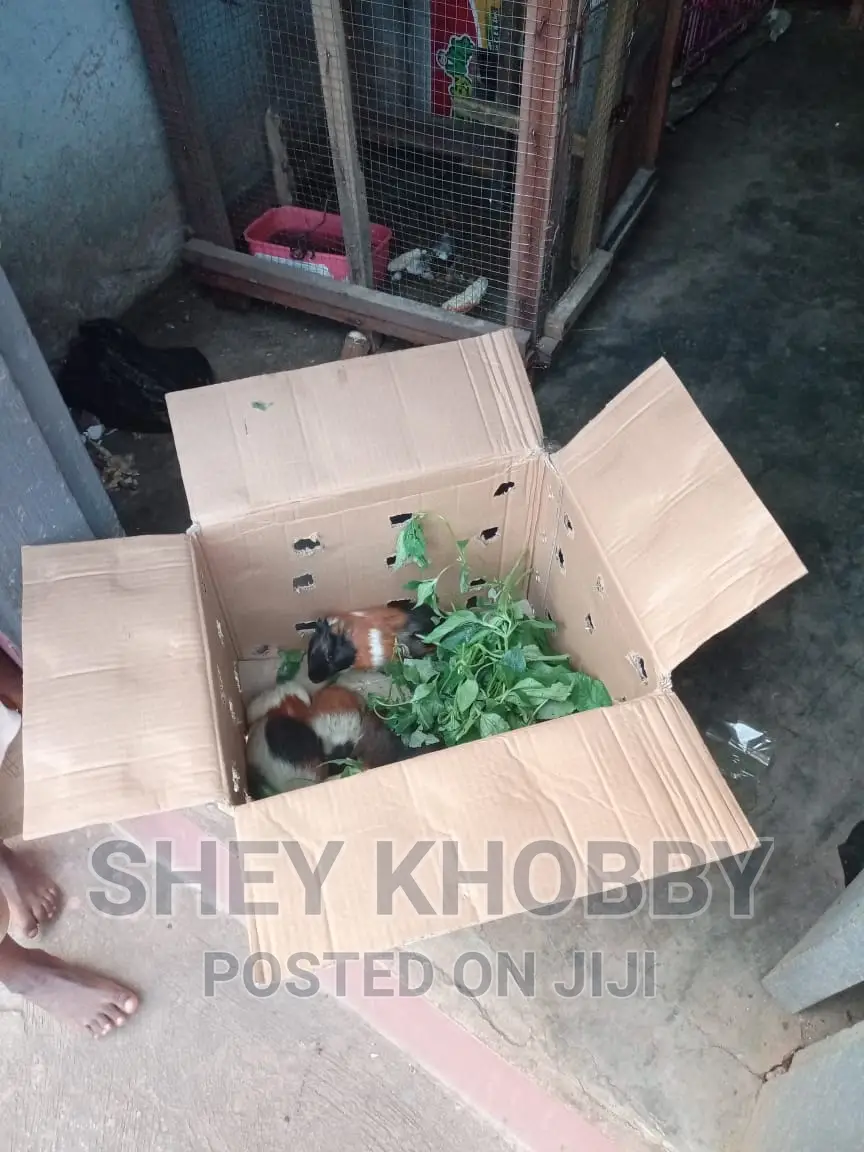 Guinea Pigs for Sale