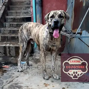 1+ year Male Purebred Boerboel