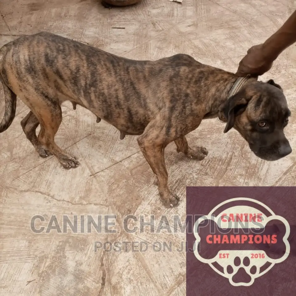 1+ year Male Purebred Boerboel