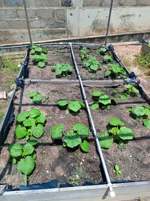 Okro Seeds