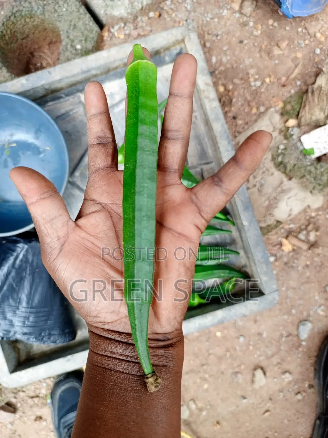 Okro Seeds