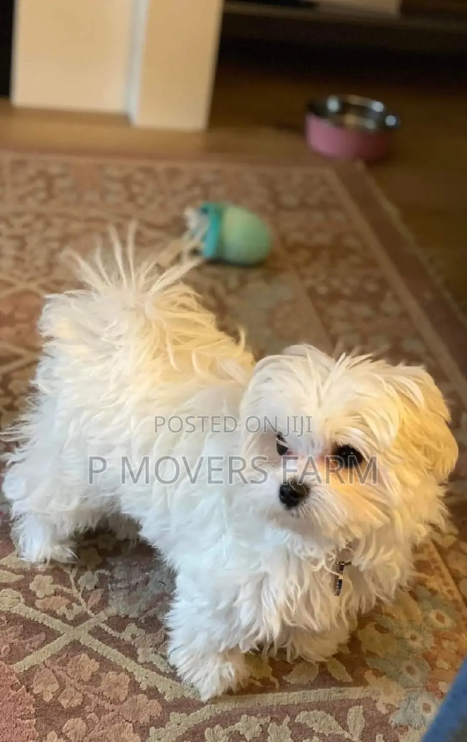 1-3 months Male Purebred Poodle