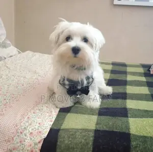 1-3 months Female Purebred Maltese