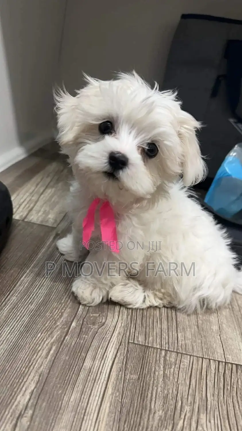 1-3 months Female Purebred Poodle