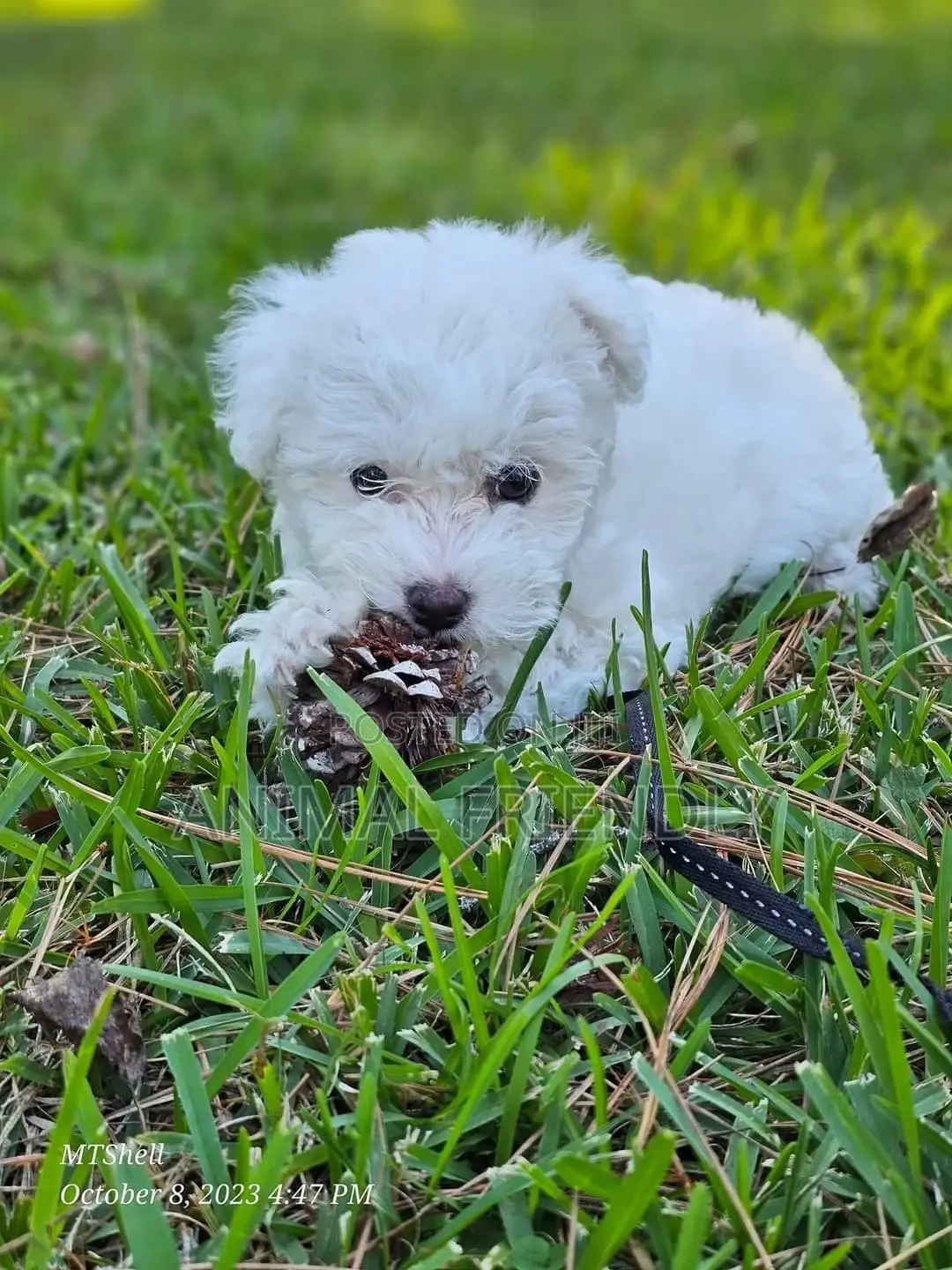 1-3 months Male Purebred Poodle