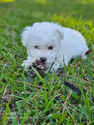 1-3 months Male Purebred Poodle