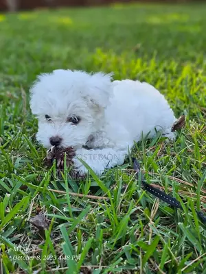 1-3 months Male Purebred Poodle