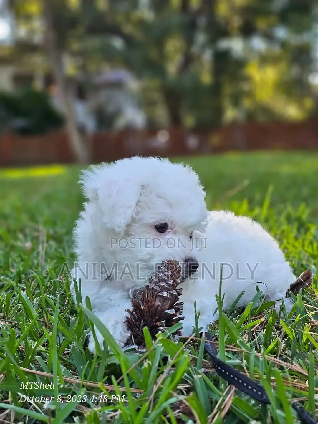 1-3 months Male Purebred Poodle
