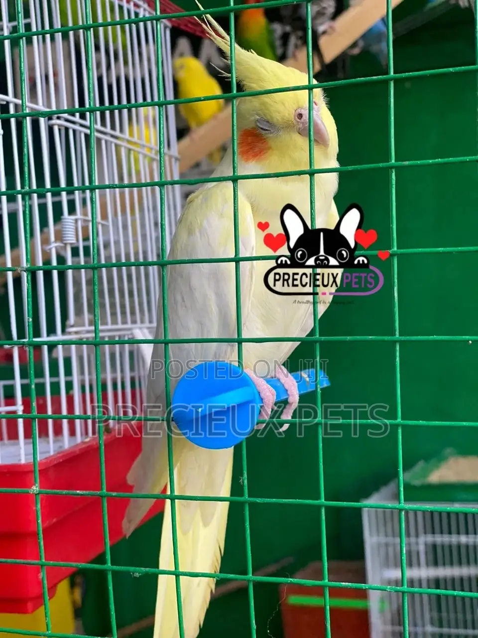 Tamed Female Cockatiel Parakeet