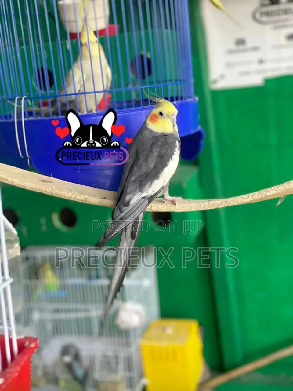 Tamed Male Cockatiels Parakeet