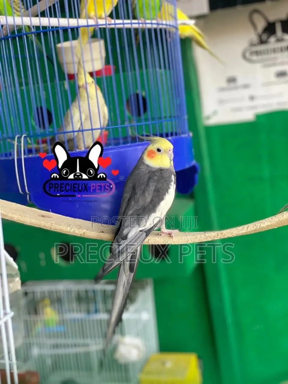 Tamed Male Cockatiels Parakeet
