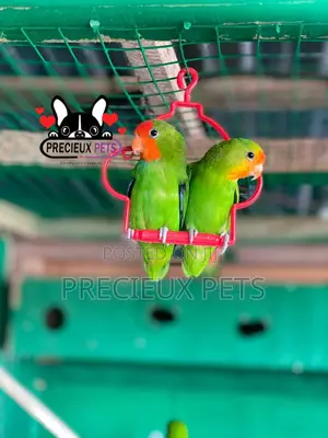 Pair of Red-Headed Lovebirds