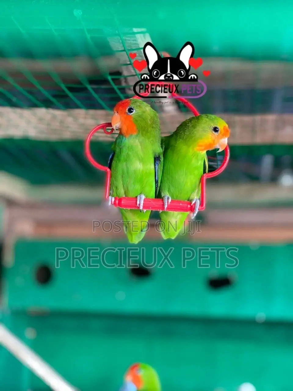 Pair of Red-Headed Lovebirds