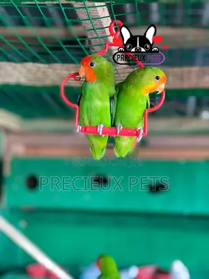 Pair of Red-Headed Lovebirds