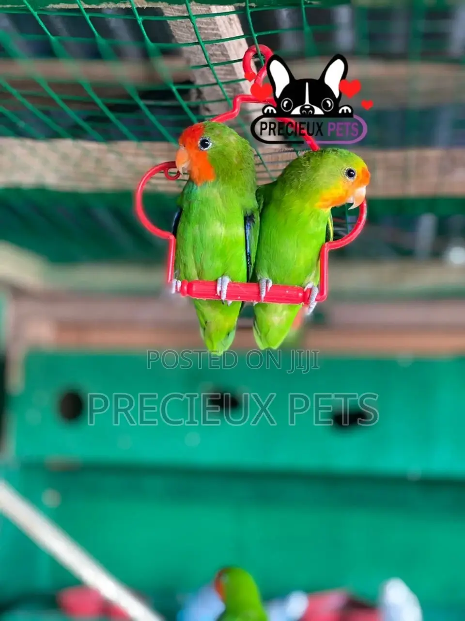 Pair of Red-Headed Lovebirds