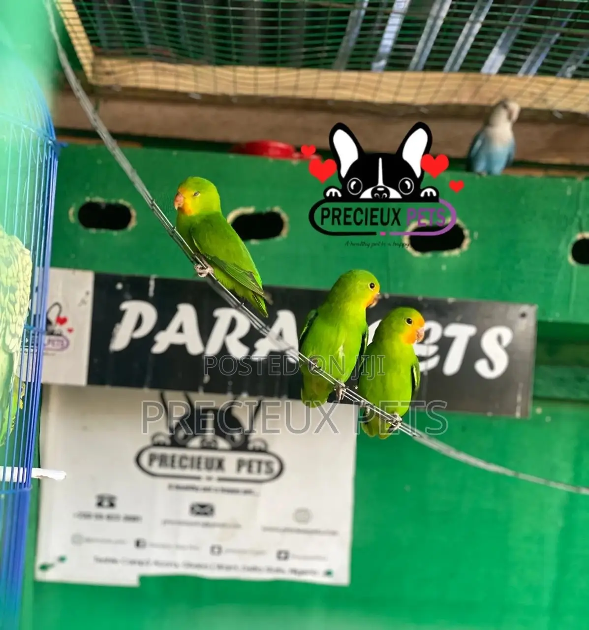 Pair of Red-Headed Lovebirds