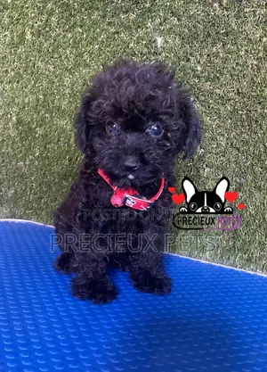 1-3 months Female Purebred Poodle