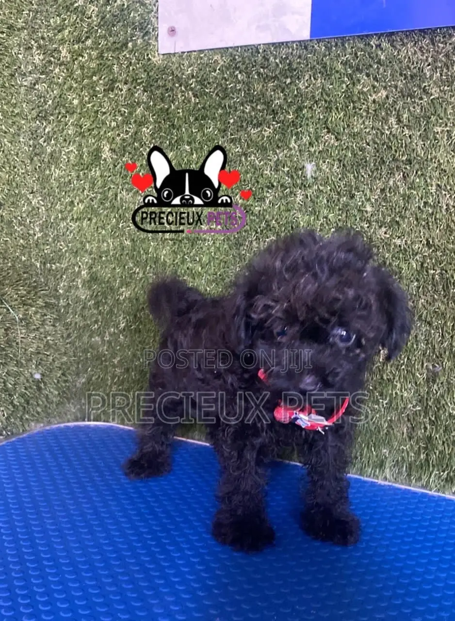 1-3 months Female Purebred Poodle