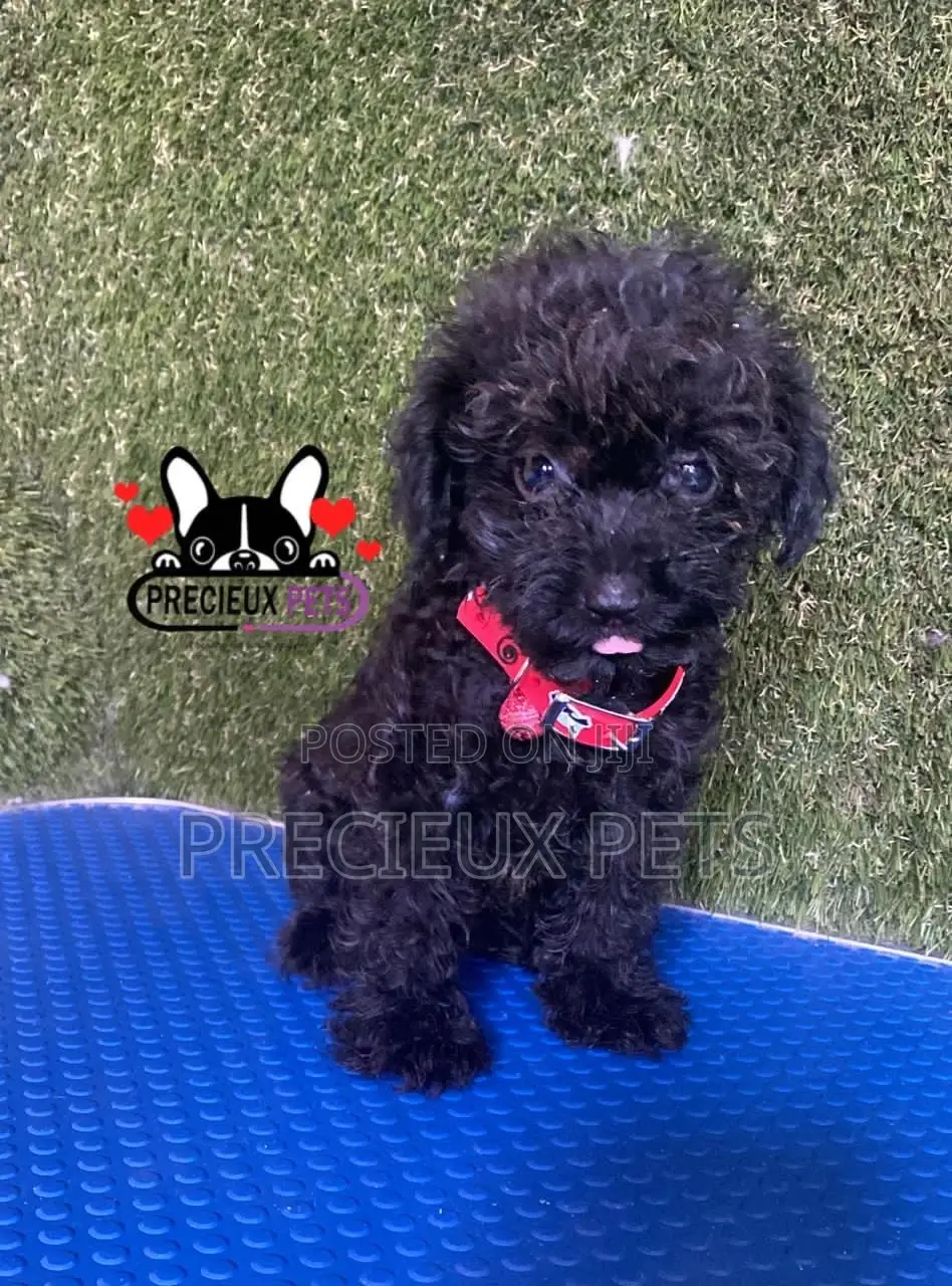 1-3 months Female Purebred Poodle