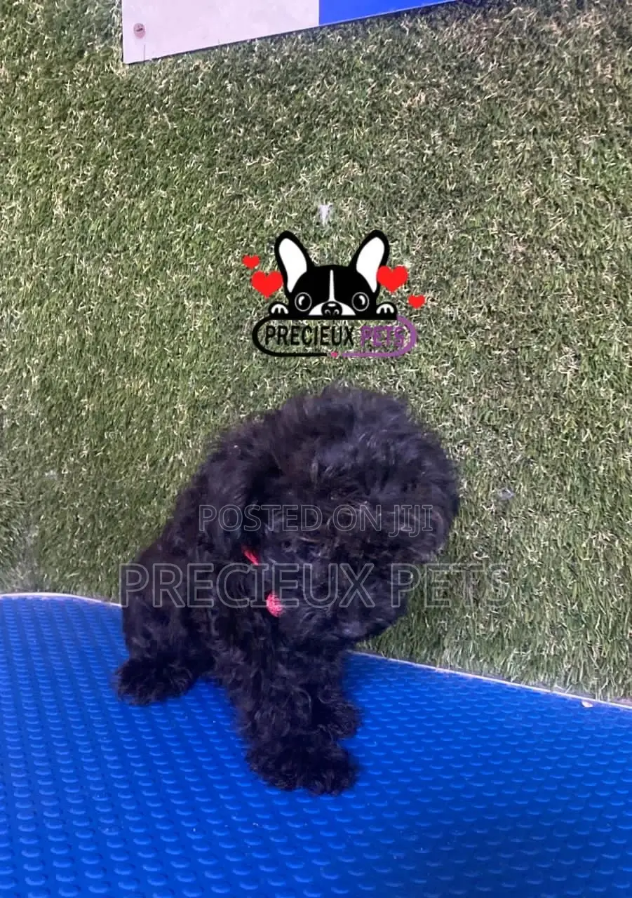 1-3 months Female Purebred Poodle
