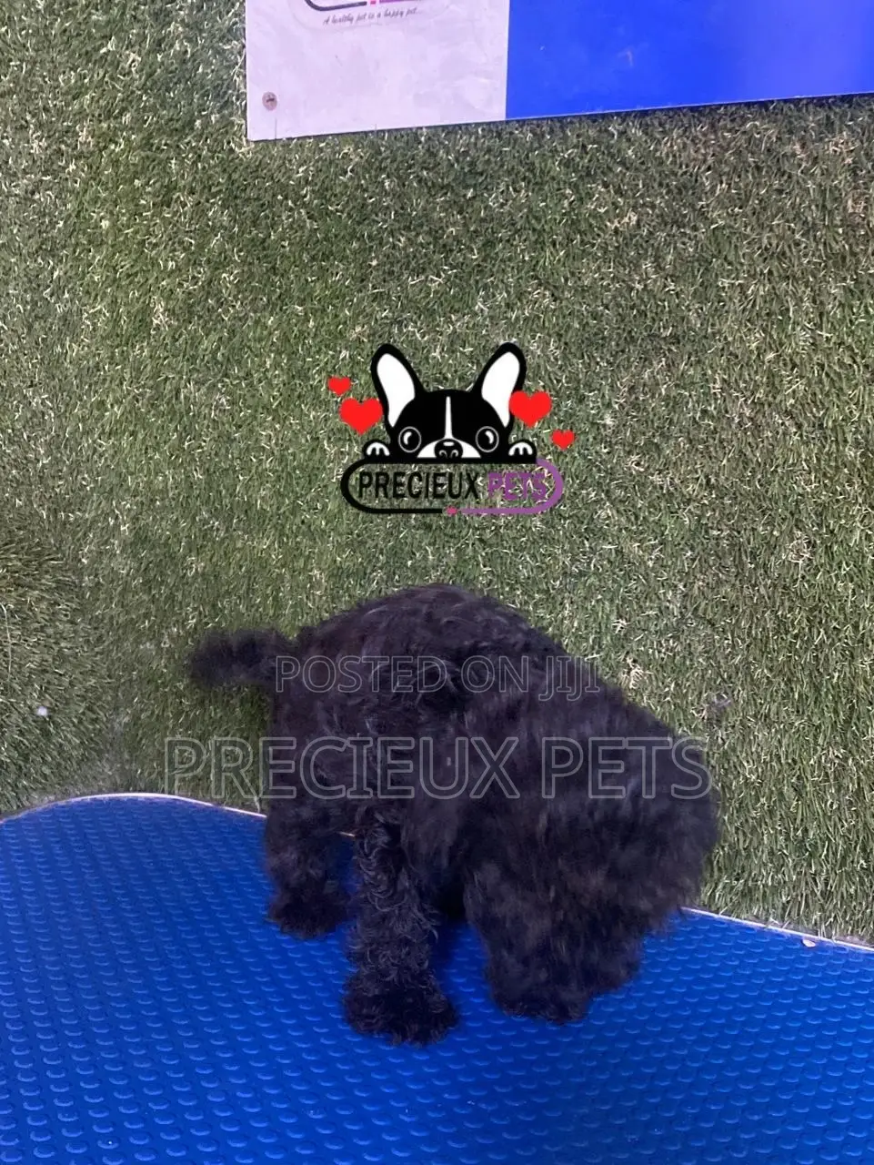 1-3 months Female Purebred Poodle