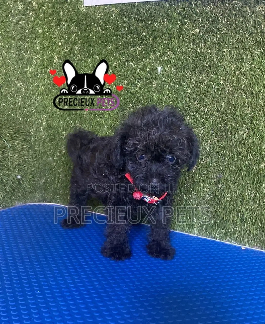 1-3 months Female Purebred Poodle