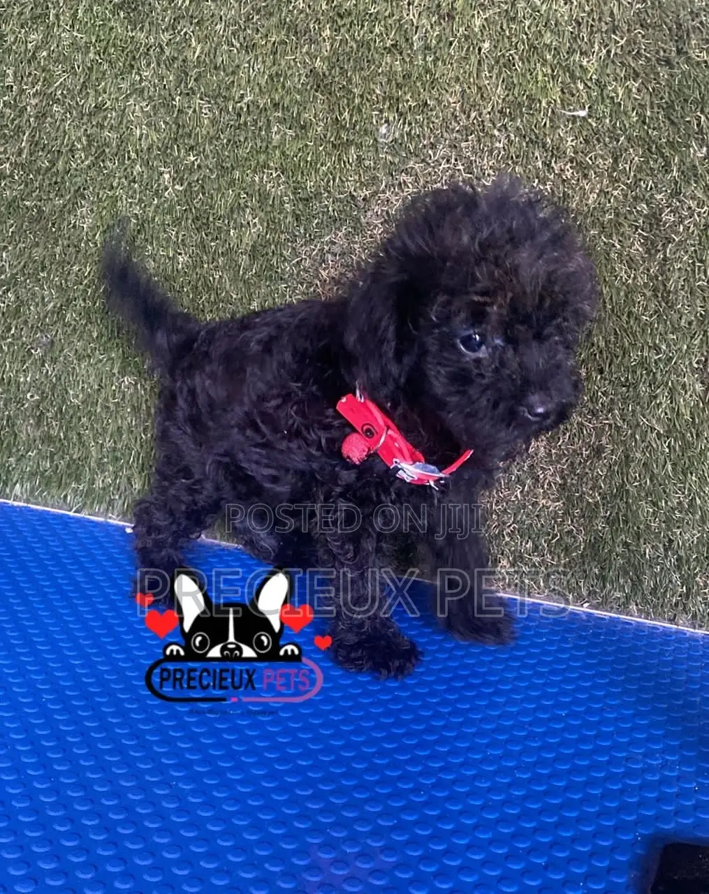 1-3 months Female Purebred Poodle