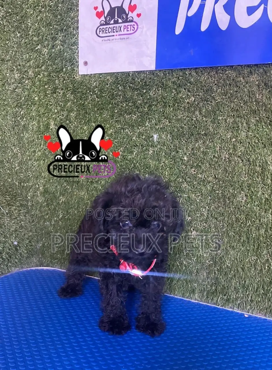 1-3 months Female Purebred Poodle