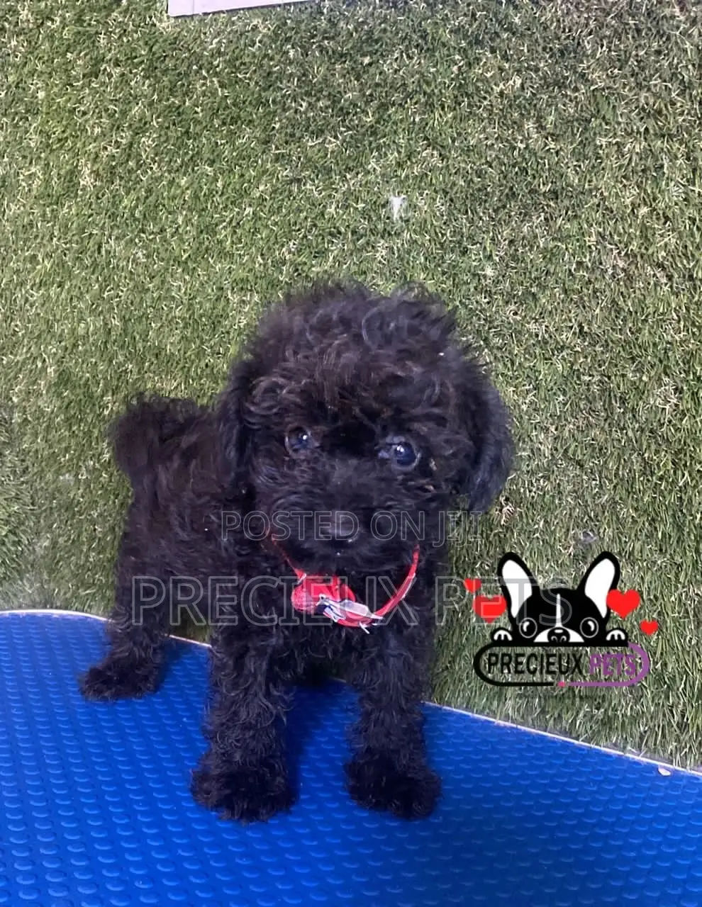 1-3 months Female Purebred Poodle