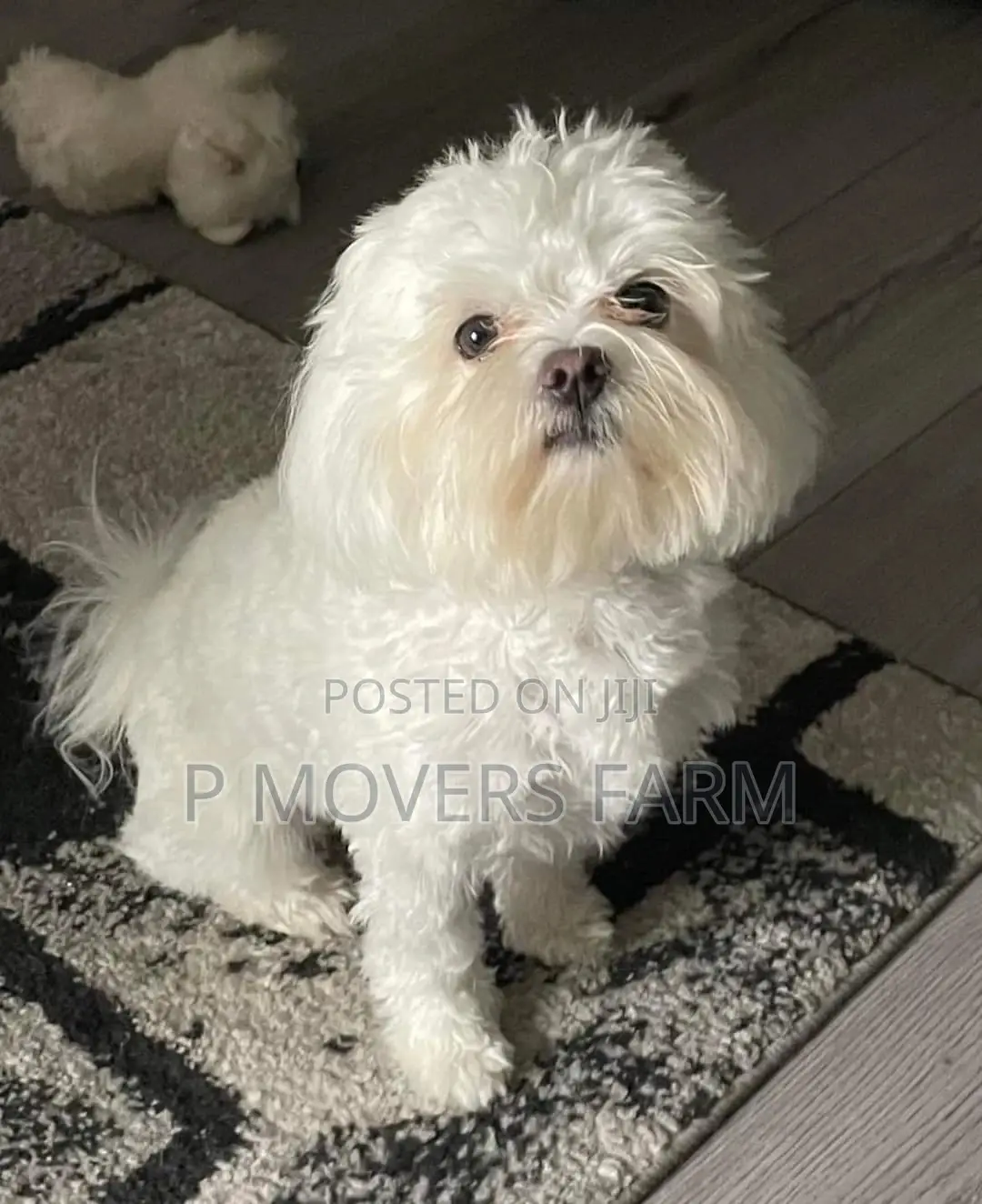 1-3 months Male Purebred Poodle
