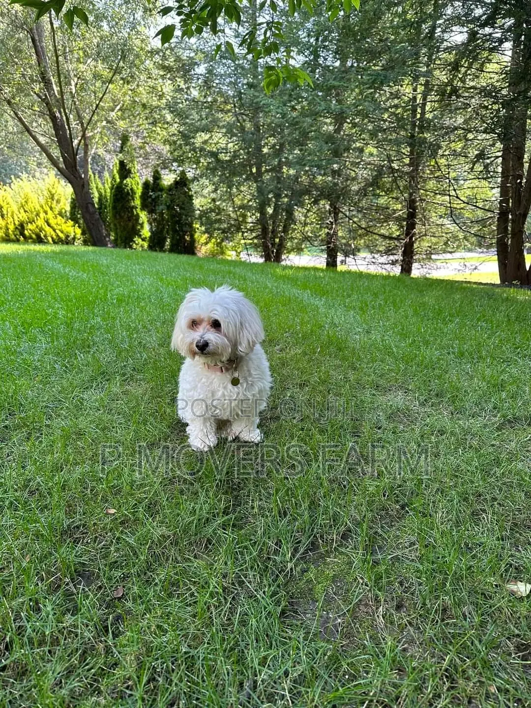 1-3 months Male Purebred Poodle